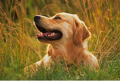 暴雪：《暗黑》系列能成功多亏了韩国玩家热情和爱戴